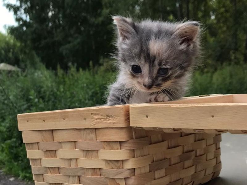 А г котиков. Бездомный котёнок в городе. Котята в городе Бор. Объявления про котят.