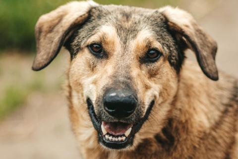 В дар собаку. Очаровательный пёс Скуби с шикарной улыбкой в дар. Фото1