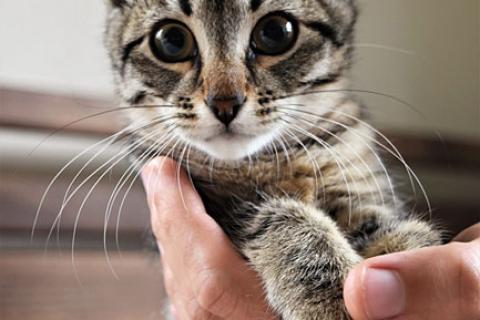 В дар кошку. Весельчак и озорник Шурик, очаровательный котенок в добрые руки. Фото2