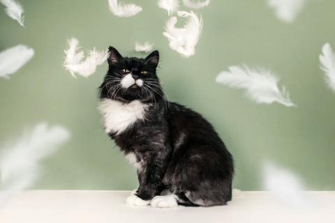 В дар кошку. Метис мейн-куна окраса черный дым Матильда в дар. Фото3