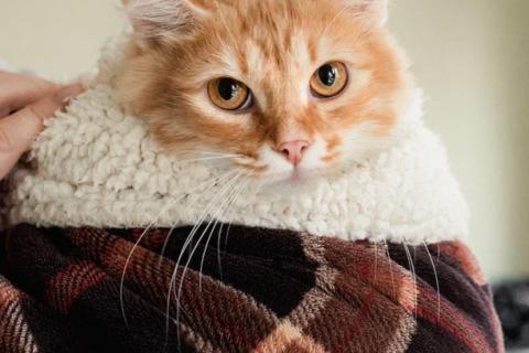 В дар кошку. Рыжий пушистый мраморный кот Чедер в добрые руки. Фото1
