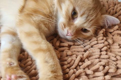 В дар кошку. Рыжий пушистый мраморный кот Чедер в добрые руки. Фото3
