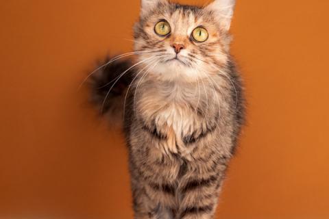 В дар кошку. Метис сибирской и британской породы пушистая кошка Милашка в дар. Фото1