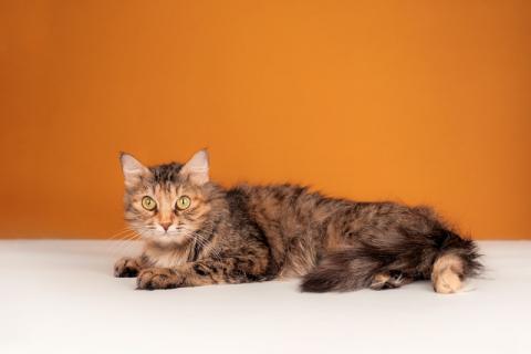 В дар кошку. Метис сибирской и британской породы пушистая кошка Милашка в дар. Фото2
