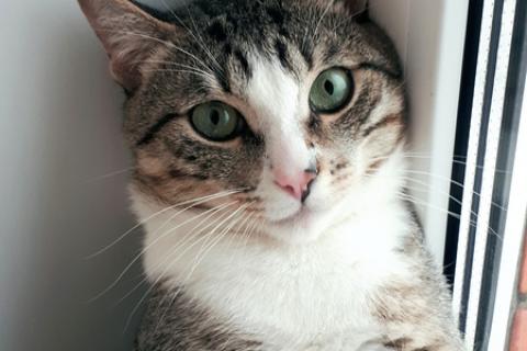 В дар кошку. Молодой зеленоглазый котик Семён ищет дом и ответственных хозяев. Фото1