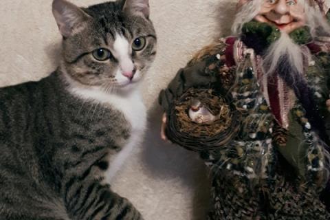 В дар кошку. Молодой зеленоглазый котик Семён ищет дом и ответственных хозяев. Фото3