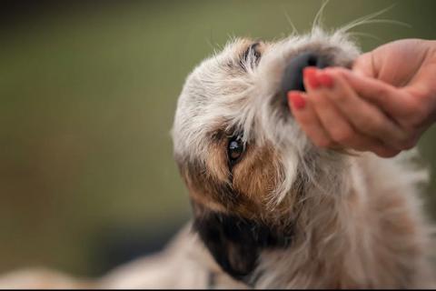 В дар собаку. Метис миттельшнауцера — маленький бородатик Антоша в дар. Фото3