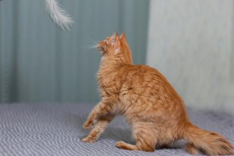 В дар кошку. Рыжая утонченная и интеллигентная кошка Тыква. Фото1