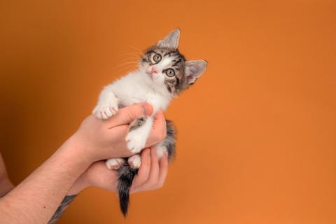 В дар кошку. Очаровательный котенок Вася — полосатик в добрые руки. Фото2