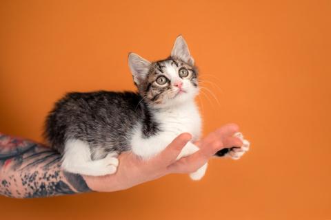 В дар кошку. Очаровательный котенок Вася — полосатик в добрые руки. Фото3