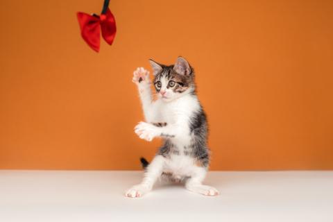 В дар кошку. Очаровательный котенок Вася — полосатик в добрые руки. Фото4