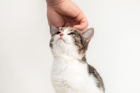 В дар кошку. Трехцветный котенок Муся в добрые руки. Фото2