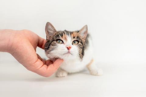 В дар кошку. Трехцветный котенок Муся в добрые руки. Фото3