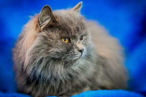 В дар кошку. Русские голубые котята в добрые руки. Фото4
