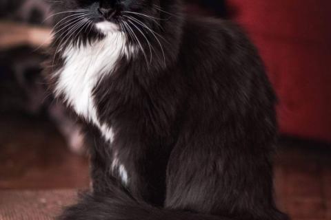 В дар кошку. Длинношерстная красавица кошка Зара в добрые руки. Фото3