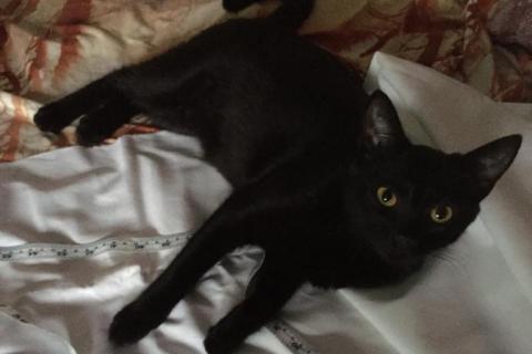 В дар кошку. Черная абиссинская красавица Мисти в добрые руки. Фото2
