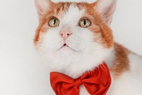 В дар кошку. Кот Рыжик — Рыжее солнышко ждет именно Вас. Фото1