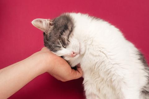 В дар кошку. Шикарный сладкий котик Баунти в добрые руки. Фото2