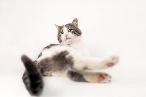 В дар кошку. Шикарный сладкий котик Баунти в добрые руки. Фото3