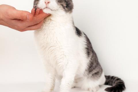 В дар кошку. Шикарный сладкий котик Баунти в добрые руки. Фото4