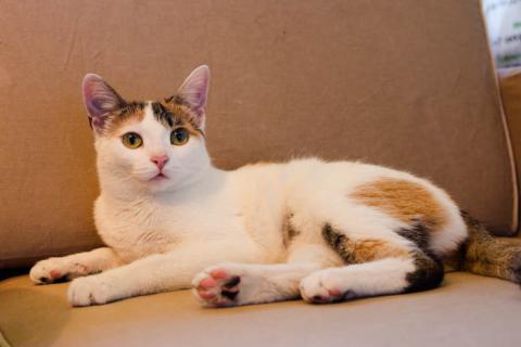 В дар кошку. Трехцветная кото-мартышка Маришка в добрые руки. Фото1