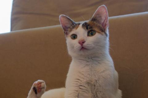 В дар кошку. Трехцветная кото-мартышка Маришка в добрые руки. Фото2