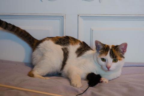 В дар кошку. Трехцветная кото-мартышка Маришка в добрые руки. Фото3