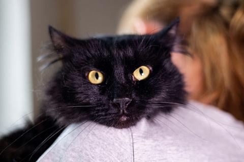 В дар кошку. Ваша домашняя драгоценность, молодой черный котик Агат в добрые р. Фото1