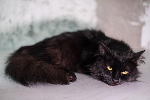 В дар кошку. Ваша домашняя драгоценность, молодой черный котик Агат в добрые р. Фото2