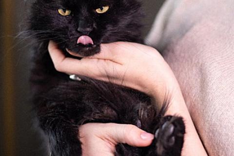 В дар кошку. Ваша домашняя драгоценность, молодой черный котик Агат в добрые р. Фото3