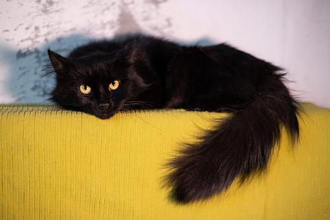 В дар кошку. Ваша домашняя драгоценность, молодой черный котик Агат в добрые р. Фото4