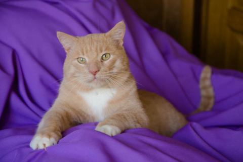 В дар кошку. Крупный рыжий кот Сэр Персиваль в добрые руки. Фото1