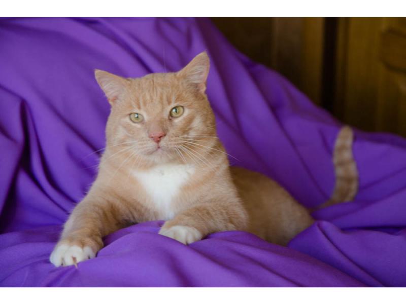 В дар кошку. Крупный рыжий кот Сэр Персиваль в добрые руки