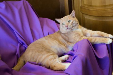 В дар кошку. Крупный рыжий кот Сэр Персиваль в добрые руки. Фото2