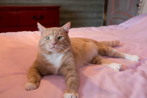 В дар кошку. Крупный рыжий кот Сэр Персиваль в добрые руки. Фото3