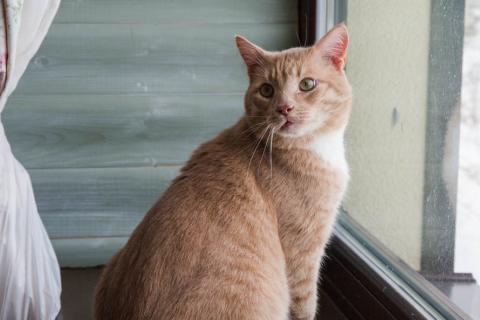 В дар кошку. Крупный рыжий кот Сэр Персиваль в добрые руки. Фото4