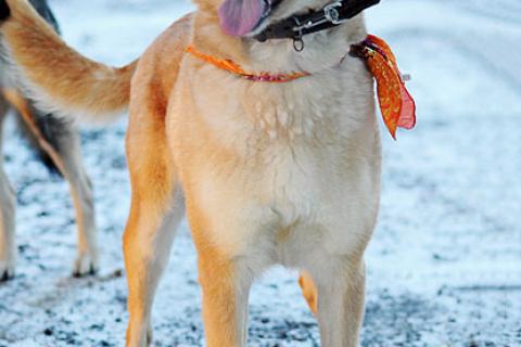В дар собаку. Солнечная красавица Перси, ласковая и умная собака в добрые руки. Фото3
