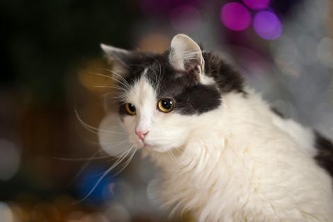 В дар кошку. Сибирский молодой ласковый кот Пушок в добрые руки. Фото2