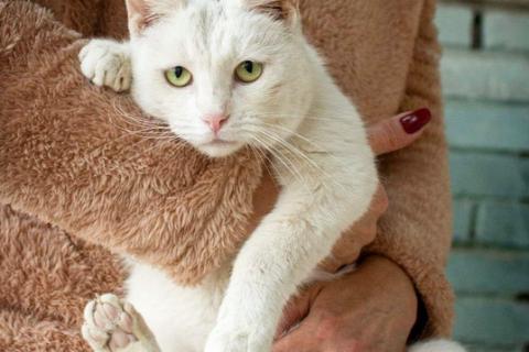 В дар кошку. Ласковая и воспитанная белая кошка Маркиза в добрые руки. Фото1