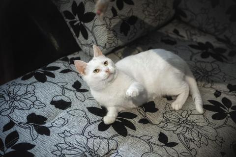В дар кошку. Ласковая и воспитанная белая кошка Маркиза в добрые руки. Фото2