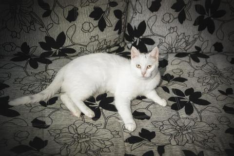 В дар кошку. Ласковая и воспитанная белая кошка Маркиза в добрые руки. Фото3