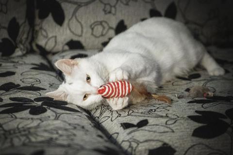 В дар кошку. Ласковая и воспитанная белая кошка Маркиза в добрые руки. Фото4