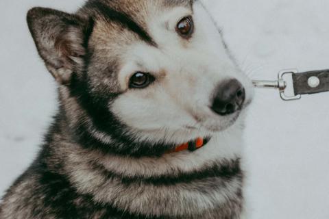 В дар собаку. Метис аляскинского кли-кая Ася в добрые руки. Фото3
