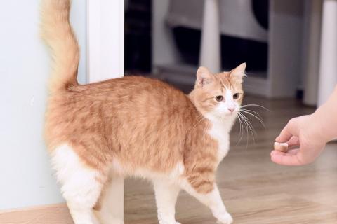 В дар кошку. Шилопопый рыжий кот Шустрик ищет дом. Фото1