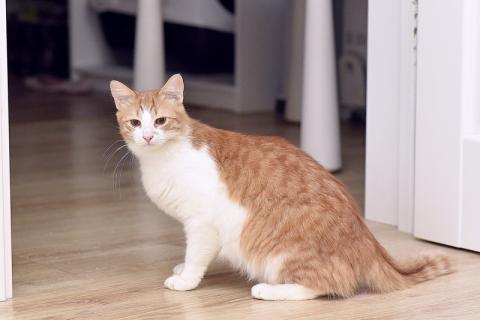 В дар кошку. Шилопопый рыжий кот Шустрик ищет дом. Фото3