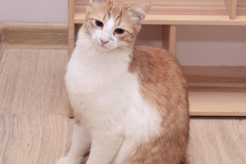 В дар кошку. Шилопопый рыжий кот Шустрик ищет дом. Фото4