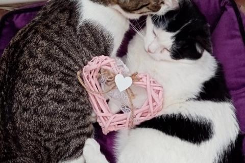 В дар кошку. Баста + Зайка: коты-неразлучники! Ищут дом!. Фото1