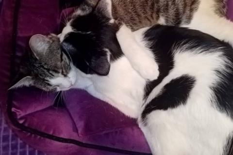 В дар кошку. Баста + Зайка: коты-неразлучники! Ищут дом!. Фото4