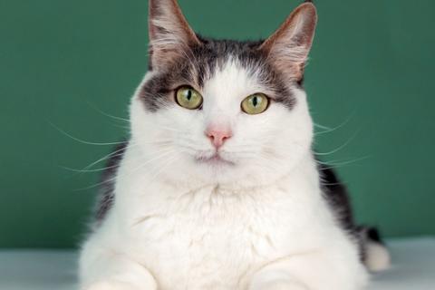 В дар кошку. Ласковый кот Масяня с кисточками на ушах и искренней улыбкой. Фото1
