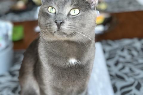 В дар кошку. Крупный русский голубой красавец кот Алекс в добрые руки. Фото1